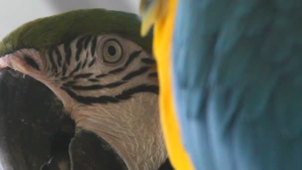 Papagájok, közeli, portré — Stock videók