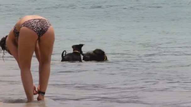 Hundar som leker på stranden — Stockvideo