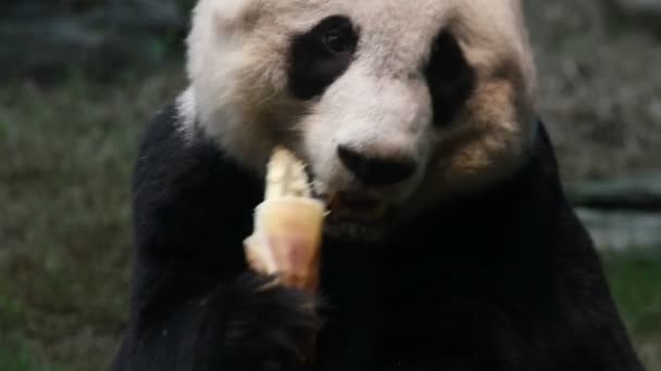 Mignon panda — Video