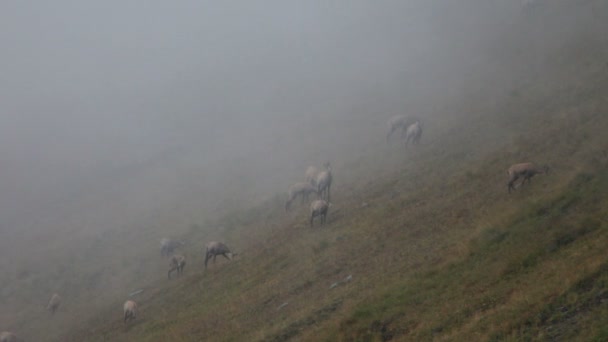 Chamois dans les montagnes — Video