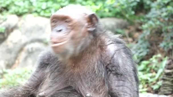 Chimpanzé em cativeiro — Vídeo de Stock