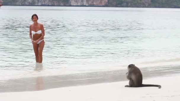Макаронна мавпа грає з дівчиною на пляжі — стокове відео