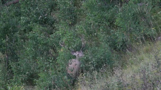 Red deer. Bergen. — Stockvideo