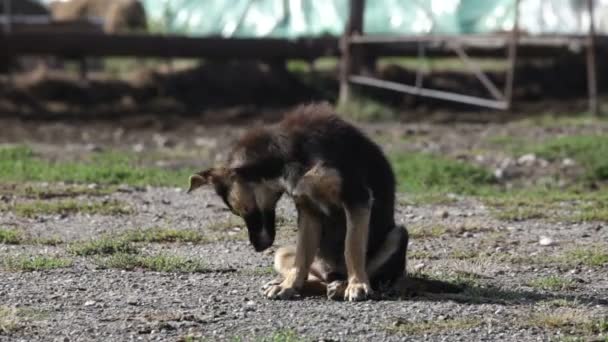 Blandras hund — Stockvideo