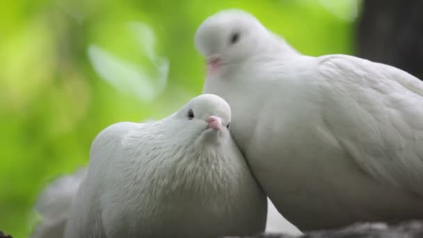 Kärlek och duvor — Stockvideo