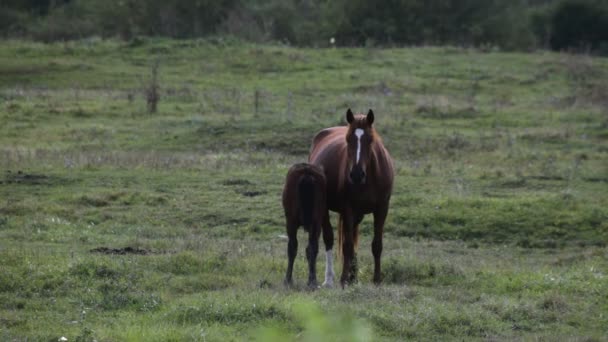 Pferd auf dem Feld — Stockvideo