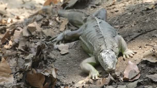 Iguana — Stockvideo