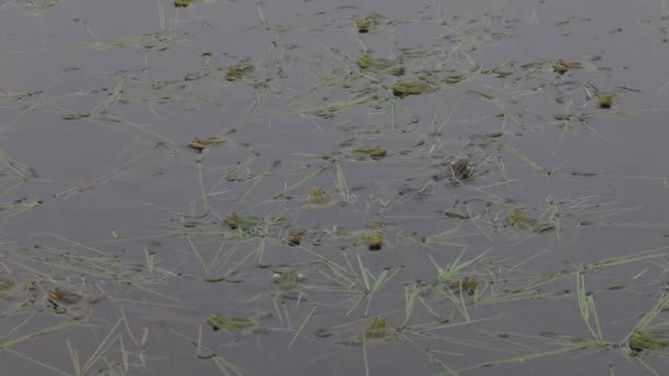 Grønn frosk, vår – stockvideo