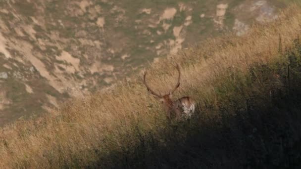 Veado vermelho. Montanhas . — Vídeo de Stock