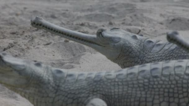 Gavial en el Parque Nacional Chitwan — Vídeos de Stock