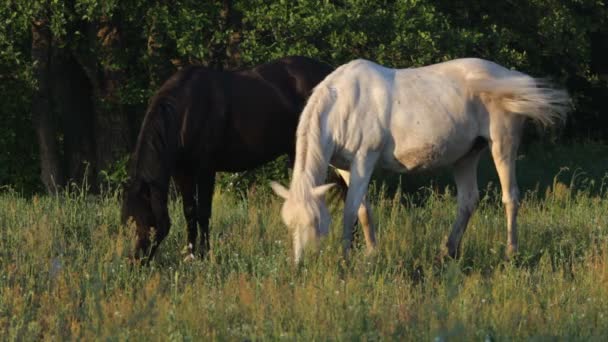 Paarden — Stockvideo