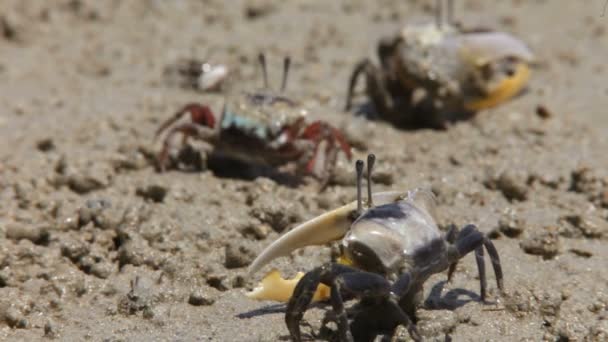 Crab on a sand — Stock Video