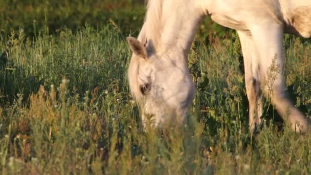 Caballos — Vídeo de stock