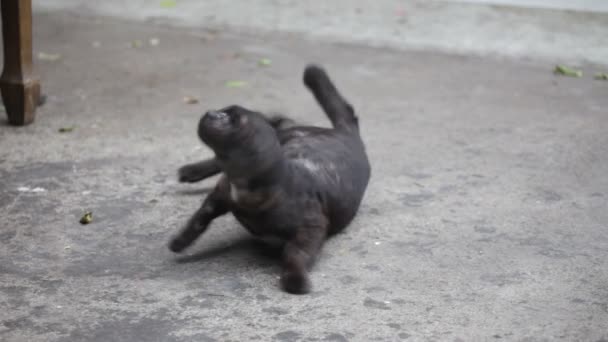 Gato sin hogar — Vídeos de Stock