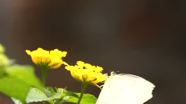 Motyl z bliska — Wideo stockowe