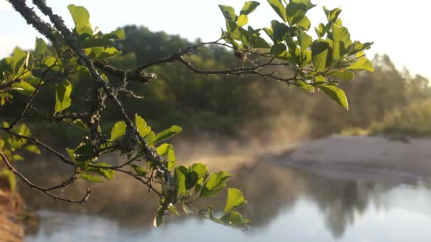 Niebla, primavera — Vídeo de stock