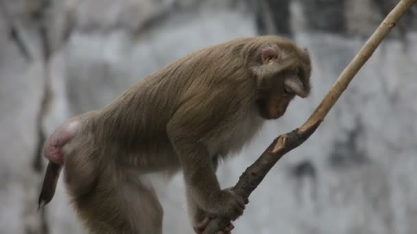 singes