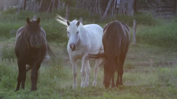 Cavalos — Vídeo de Stock