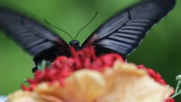Papillon fermer 