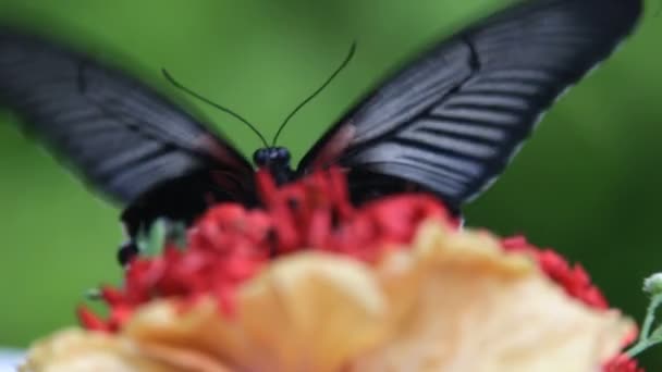 Butterfly close up — Stock Video