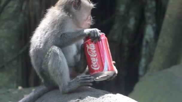 Macacos, Indonésia . — Vídeo de Stock