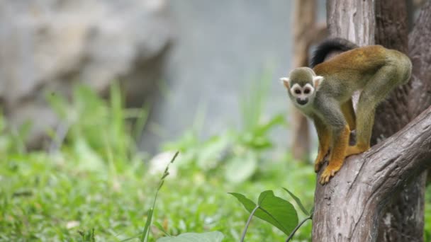 Singe écureuil 