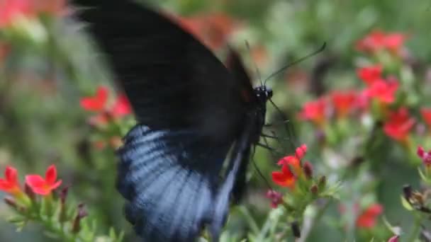 Schmetterling aus nächster Nähe — Stockvideo