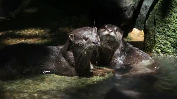 Otter — Stockvideo