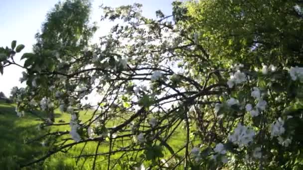 Primavera. Flores . — Vídeo de Stock