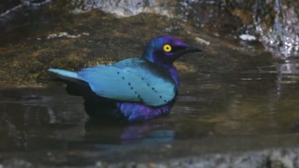 Baño de aves — Vídeos de Stock