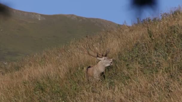 Red deer. Mountains. — Stock Video