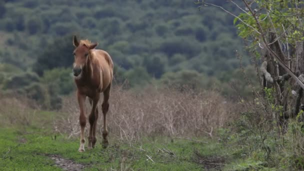 Cavalo no campo — Vídeo de Stock