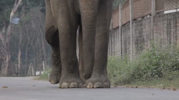 Elefante asiático. Nepal . — Vídeos de Stock