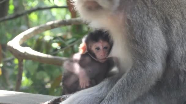 Singe et bébé 