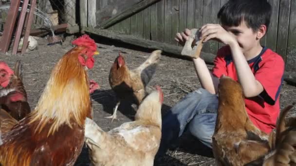 Oie et poulets — Video