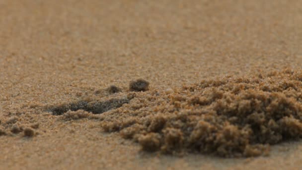 Krabba på en sand — Stockvideo