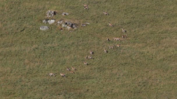 Veado vermelho. Montanhas . — Vídeo de Stock