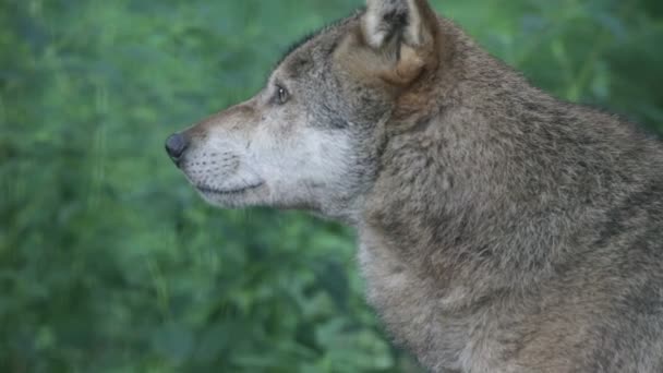 Loup sauvage 