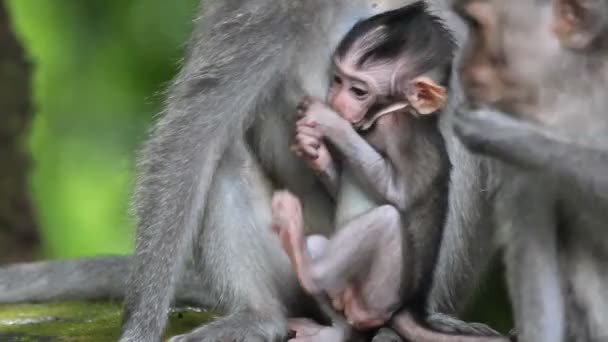 Monkey en baby — Stockvideo