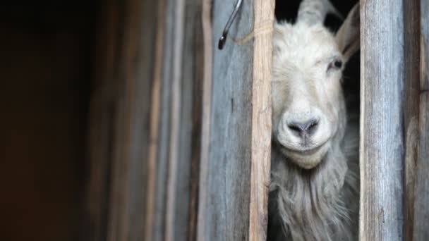 Goat poking head out from behind door — Stock Video