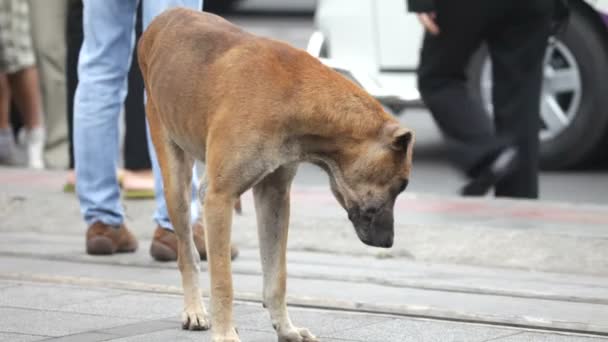 Perro callejero — Vídeos de Stock