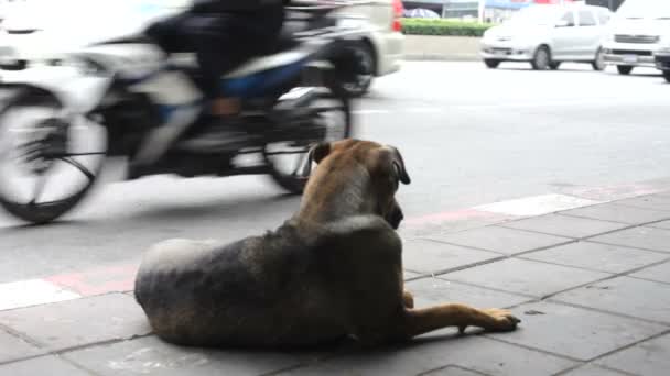 Perro callejero — Vídeos de Stock