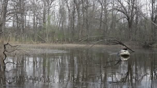 Человек на каяке, река — стоковое видео