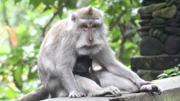 Affen, Indonesien. — Stockvideo