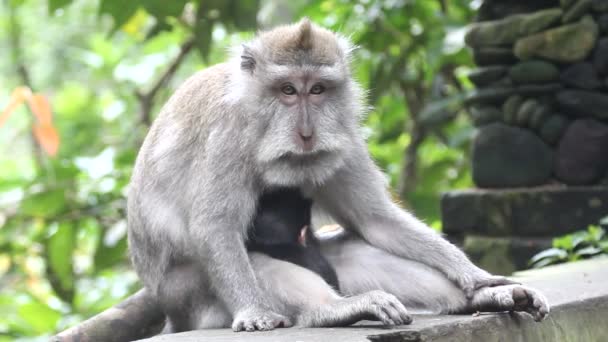 Apen, Indonesië. — Stockvideo