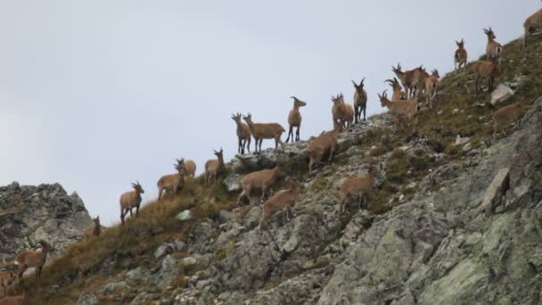 Camosci in montagna — Video Stock