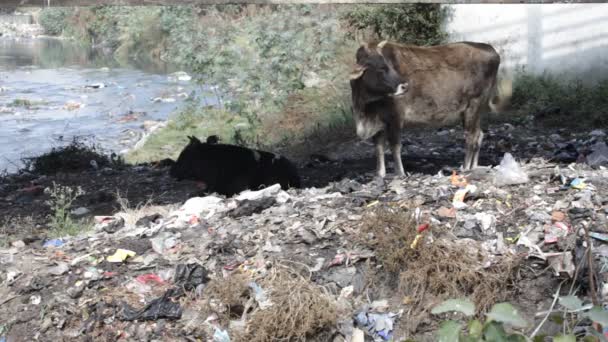 Krowa jedzenie śmieci. — Wideo stockowe
