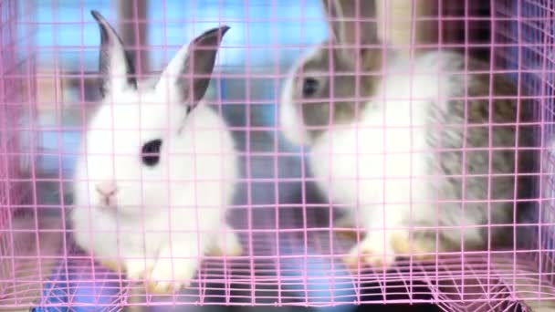 ウサギのケージ. — ストック動画