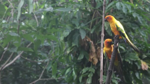 Loro en los trópicos — Vídeo de stock