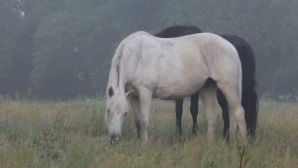 Horses — Stock Video